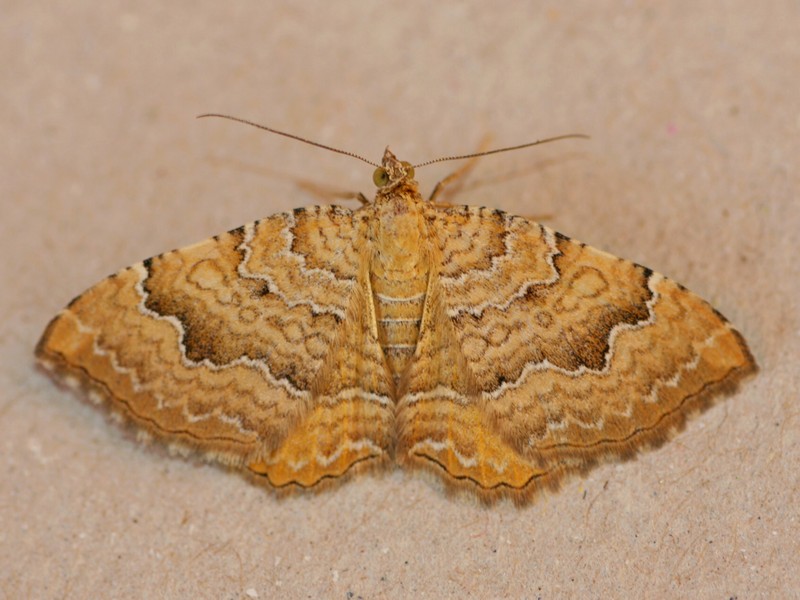 Comune ma...wow! Camptogramma bilineata, Geometridae